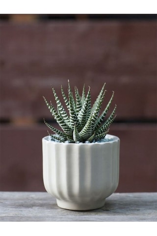 Haworthia Zebrina Yılanderisi Sukulent Bitki