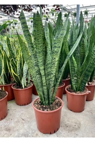 Sansevieria Paşa Kılıcı Hava Temizleyici Bitki Ev Ofis Bitkisi 10-20 Cm