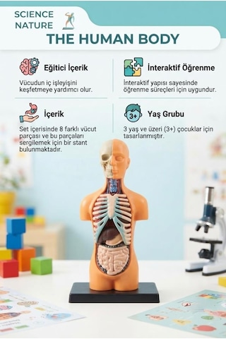 Minyatür İnsan Gövdesi 7 Parça Takılabilir Organ Anatomisi Vücut Tanıma Eğitim Seti 15 Cm