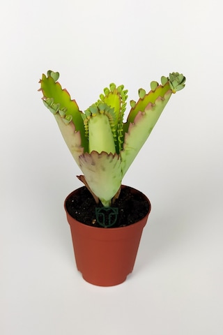 Aşkın Gözyaşları Çiçeği Kalanchoe Daigremontiana Yeşil Çiçekli 5.