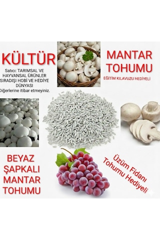1000 Adet Kültür Mantarı Tohumu