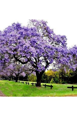 Paulownia Çin Kavağı Fidanı 15-20 Cm Saksılı