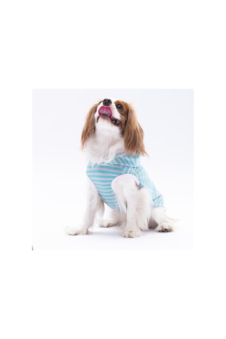 Pawstar Aqua Sunny Kapşonlu Kedi Köpek Tişörtü Kedi Köpek Kıyafeti
