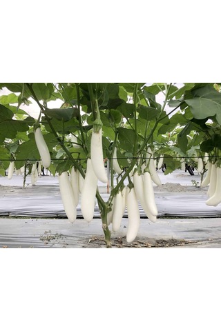 Erkenci Casper Beyaz Patlıcan Tohumu