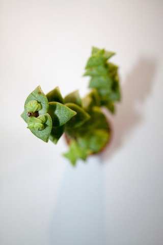 Crassula Rupestris Sukulent Tekli 5,5 Cm Saksıda