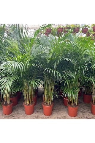 Areka Palmiyesi 80-110cm