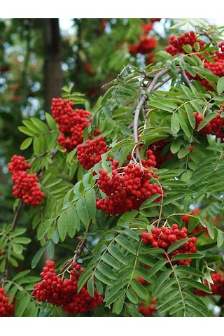 Üvez Fidanı: Meyvesi İle Güzelliği İle Bahçenize Değer Katın