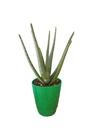 Aloevera Bitkisi 20-30 Cm Doğal Krem Şifalı Bitki Sarısabır