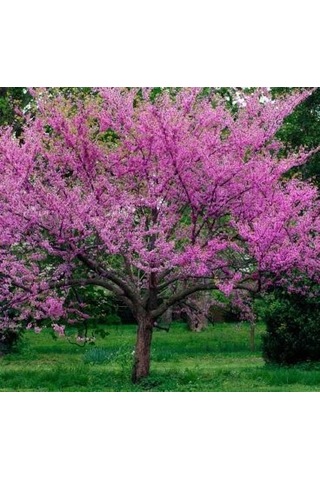 Erguvan Ağacı Tohumu 5 Tohum