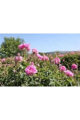 Pembe Reçellik Isparta Gülü Fidanı 40-50 Cm