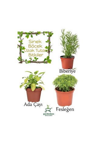 Sinek Böcek Kovucu Bitki Seti Biberiye+fesleğen+adaçayı Bitksi 10-20cm Boylarında