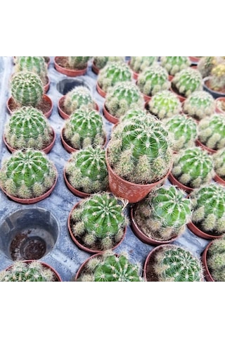 Top Kaktüs 5.5 Cm Saksıda 1 Adet