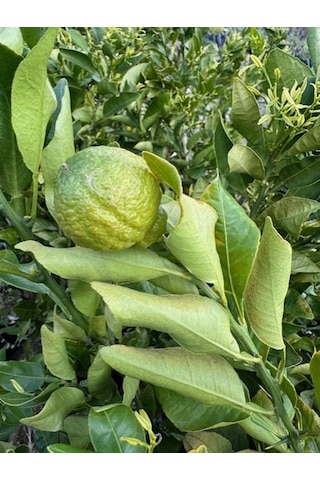 Çok Nadir Bir Çeşit Tüplü Çekirdeksiz Dekopon Mandalina Fidanı Yaş 3 Boy 100-130 Cm