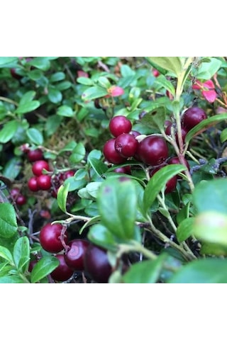 1-2 Yaşında Turna Yemişi Cranberry Fidanı Saksıda Dikime Hazır