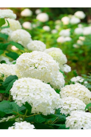 Videoluçınar Kartopu Çiçeği Fidanı 50 60 Cm 1 Adet Tüplü/saksılı Dış Mekan Hydrangea Hortensia