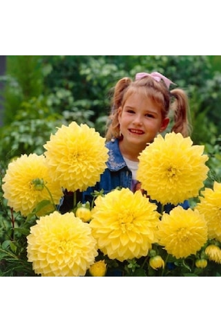 Dev Çiçekli Sarı Renkte Kelvin Floodlight Dahlia Yıldız Çiçeği Soğanı Yumrusu 1 Adet