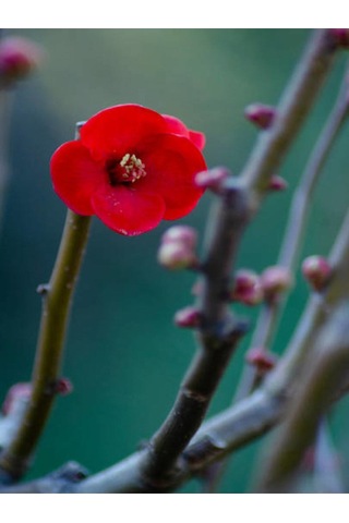 Japon Ayvası Japanese Quince Bol Çiçekli Süs Bitkisi Aşılı Meyve Fidanı