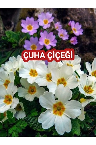 2 adet Canlı Çuha Çiçeği Primula - 5-15 Cm Boyunda, Dikime Hazı