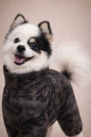 Alphadog Icon Polarlı Küçük Irk Köpek Yağmurluk Tulumu