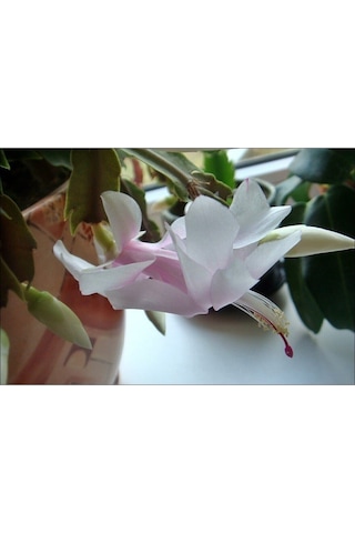 Beyaz Yılbaşı Çiçeği Fidanı 20-30 Cm Saksılı Çiçekli Bodur Bitkiler White Zygocactus
