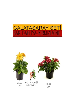 Takım Seti Sarı Dahliya+ Kırmızı Mine + Hediyelik Buz Çiçeği