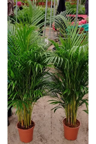 4 Yaş Areca Palmiyesi-dypsis Lutescens 160-180 Cm