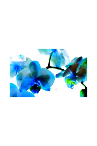 100 Adet Orkide Tohumu + 10 Adet Hollanda Gülü Tohumu N117041