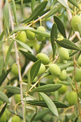 Gemlik Zeytin Fidanı 5 Yaş 1,5 Metre Boy