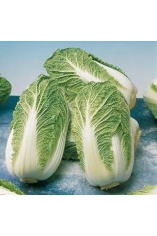 Beyaz Çin Lahanası Tohumu