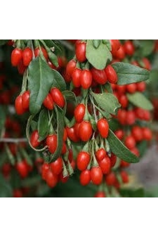 Goji Berry Kurt Üzümü Tohumu 20 Tohum