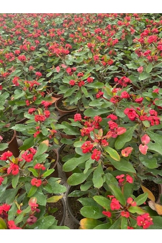 Videolu Dikenler Tacı Kırmızı Çiçekli Milli 20 40 Cm Saksılı Kaktüs Euphorbia