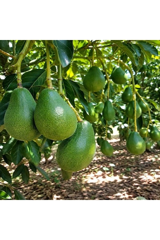 2 Kg Avokado Alana 4 Adet Ejder Meyvesi Hediye