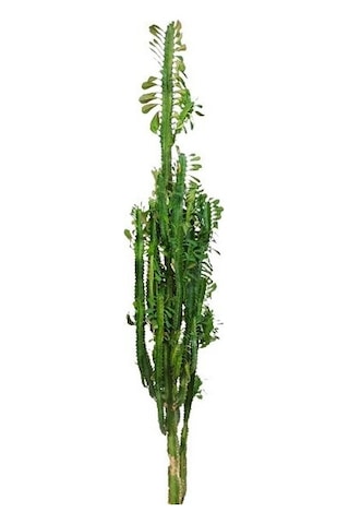 Euphorbia Trigona Süt Ağacı Kaktüsü 170 Cm