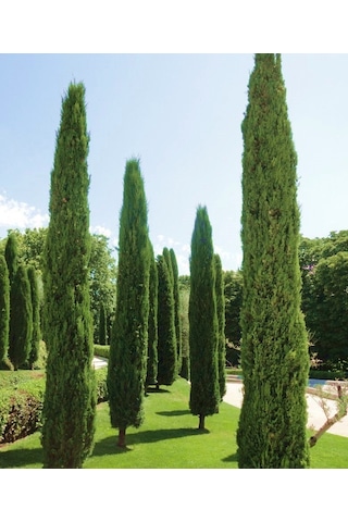 MEZARLIK ÇAMI - KABİR AĞACI 1 METRE