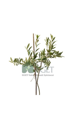 Organik Arbequina Zeytin Fidanı