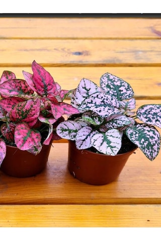 Pembe Renk Yaprağı Güzel Hostes Çiçeği Pink Hypoestes