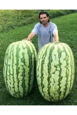 75 Adet Tohum Organik Hobi Bahçe Gerçek Diyarbakır Karpuz Tohumu