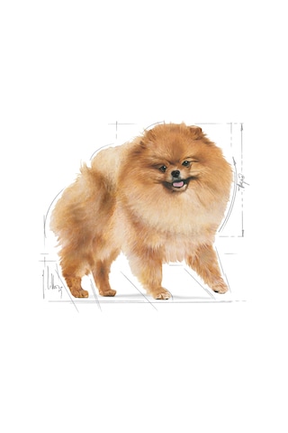Royal Canin Pomeranian Yetişkin Köpek Maması 1500 G