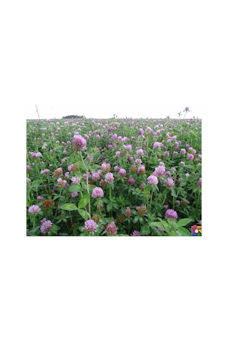 AGRodal Tarım Yonca Tohumu Elçi 3 KG Kaplanmış Tohum