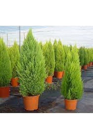 Videolu Salon Çamı Limoni Servi 30-70 Cm Saksılı Tüplü Dış Mekan Ağaçları Lemon-scented Pine