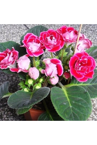 Saksılı Gloksinya Bardak Menekşe ( Pembe Renk ) Gloxsinia