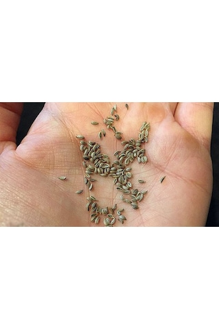 Maydanoz Tohumu Geniş Yaprak 10000 Adet