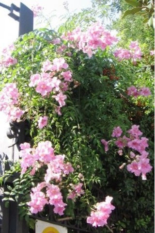 Pembe Acem Borusu Sarmaşığı Tohumu 5 Tohum