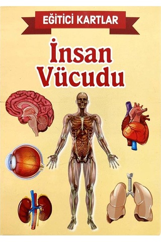 İnsan Vücudu Eğitici Kartlar - Etkinlik Kartları