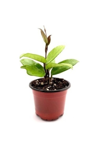 Mum Çiçeği Hoya / Pembe 10 -15cm Gübre Ve Çiçek Tohumu Hediyeli