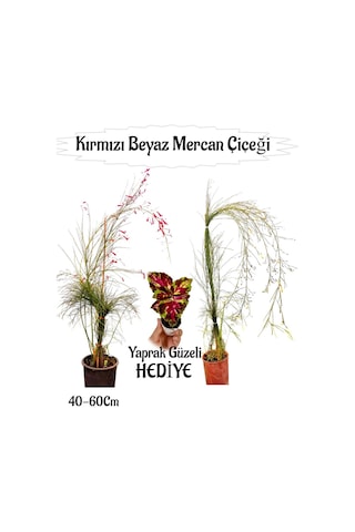 Kırmızı Mercan-beyaz Mercan Çiçeği 2 Adet+ Yaprak Güzeli Çiçeği Hediyeli Bahçe Bitkisi