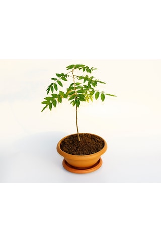 Bonsai Mor Salkım Fidanı