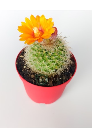 Parodia Chrysacanthion Altın Toz Puf Nadir Kaktüs Özel Tür Nadide