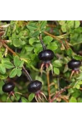 Siyah Kuşburnu Fidanı Rosa Pimpinellifolia 2 Yaş, 50 80 Cm