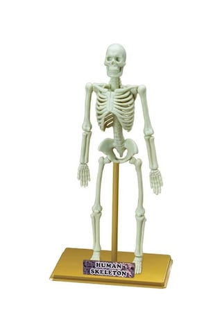 Bilim Seti : İnsan İskeleti - S00028206 Çok Renkli